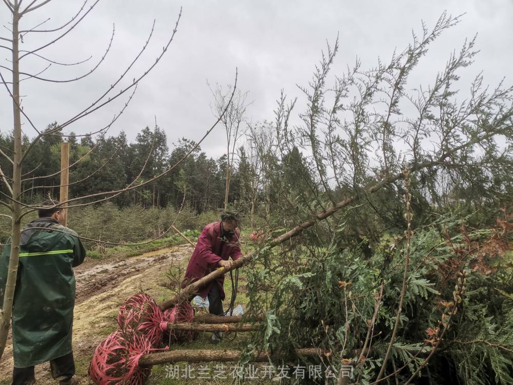 美國紅杉基地苗圃直供胸徑5釐米北美紅杉樹