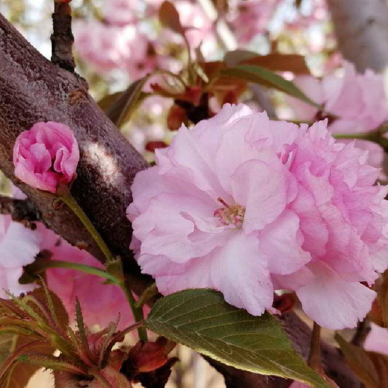 山东日本晚樱种植苗圃地径5公分双樱价格