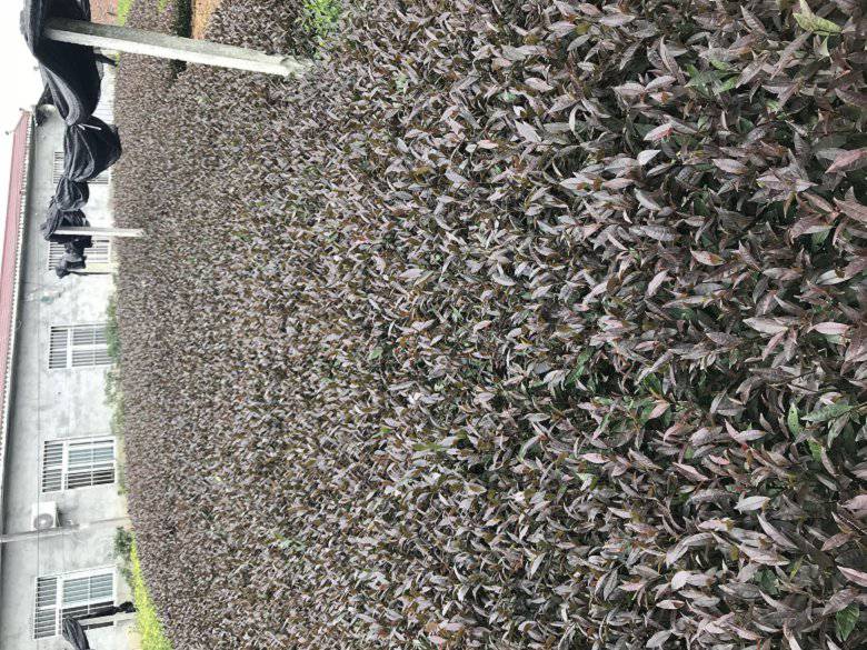 镇江市绿茶茶苗市场走向-名选131茶苗、绿茶茶苗