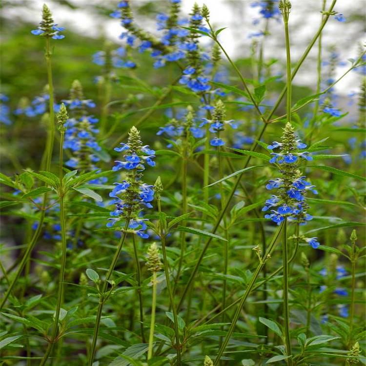 花海宿根天蓝鼠尾草景观花卉庭院种植草花鼠尾草绿化工程