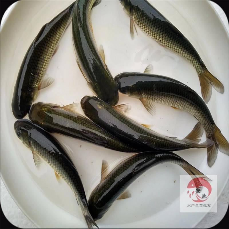 湖北 供應長江草魚鯇魚苗 淡水草魚苗養殖技術