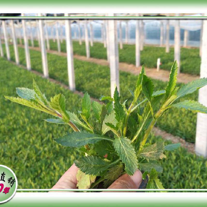 馬鞭草花海苗哪裡買_柳葉馬鞭草基地直供_馬鞭草供貨廠家