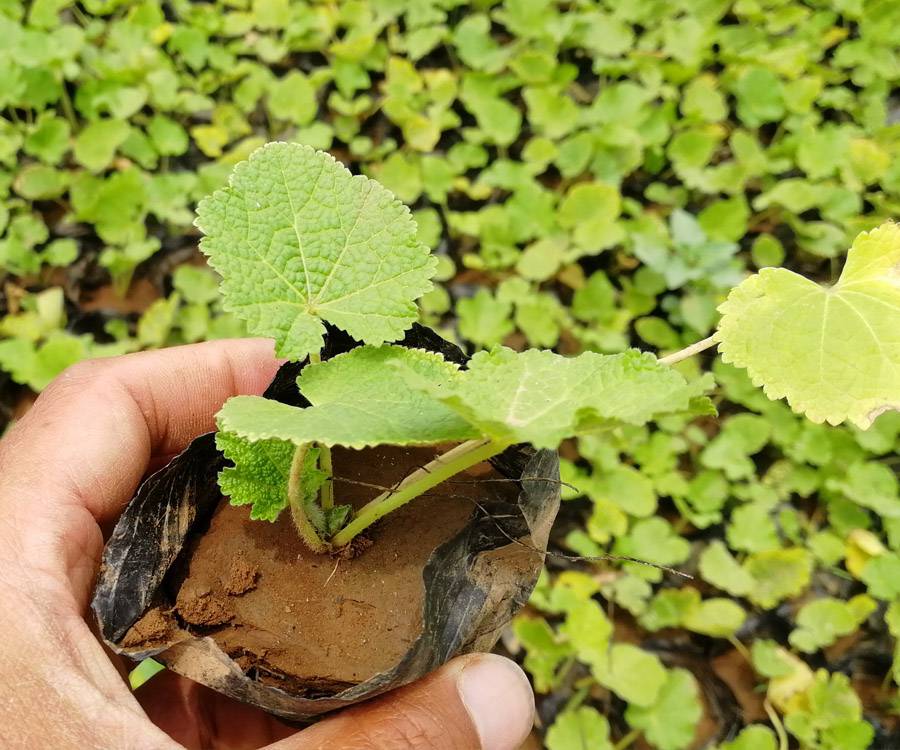 【基地直销】蜀葵花苗,蜀葵种子,一丈红工程苗批发