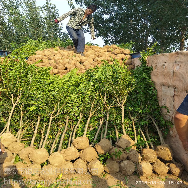 石榴种植前景 无籽石榴产地 山东果树苗种植基