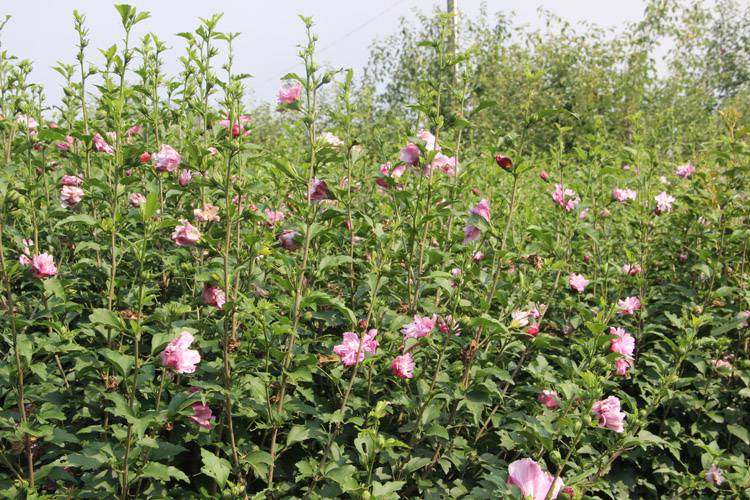 基地批發園林綠化木槿樹 木槿花價格 叢生木槿樹 重瓣木槿品種