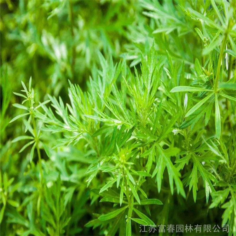 供应野生新鲜青蒿苗苦蒿黄蒿苗新鲜青蒿正宗艾青蒿草药苗青蒿干叶