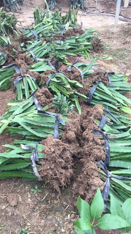 红心火龙果苗,红肉黄皮肉,火龙果地栽盆栽当年结果树苗四季庭院种植