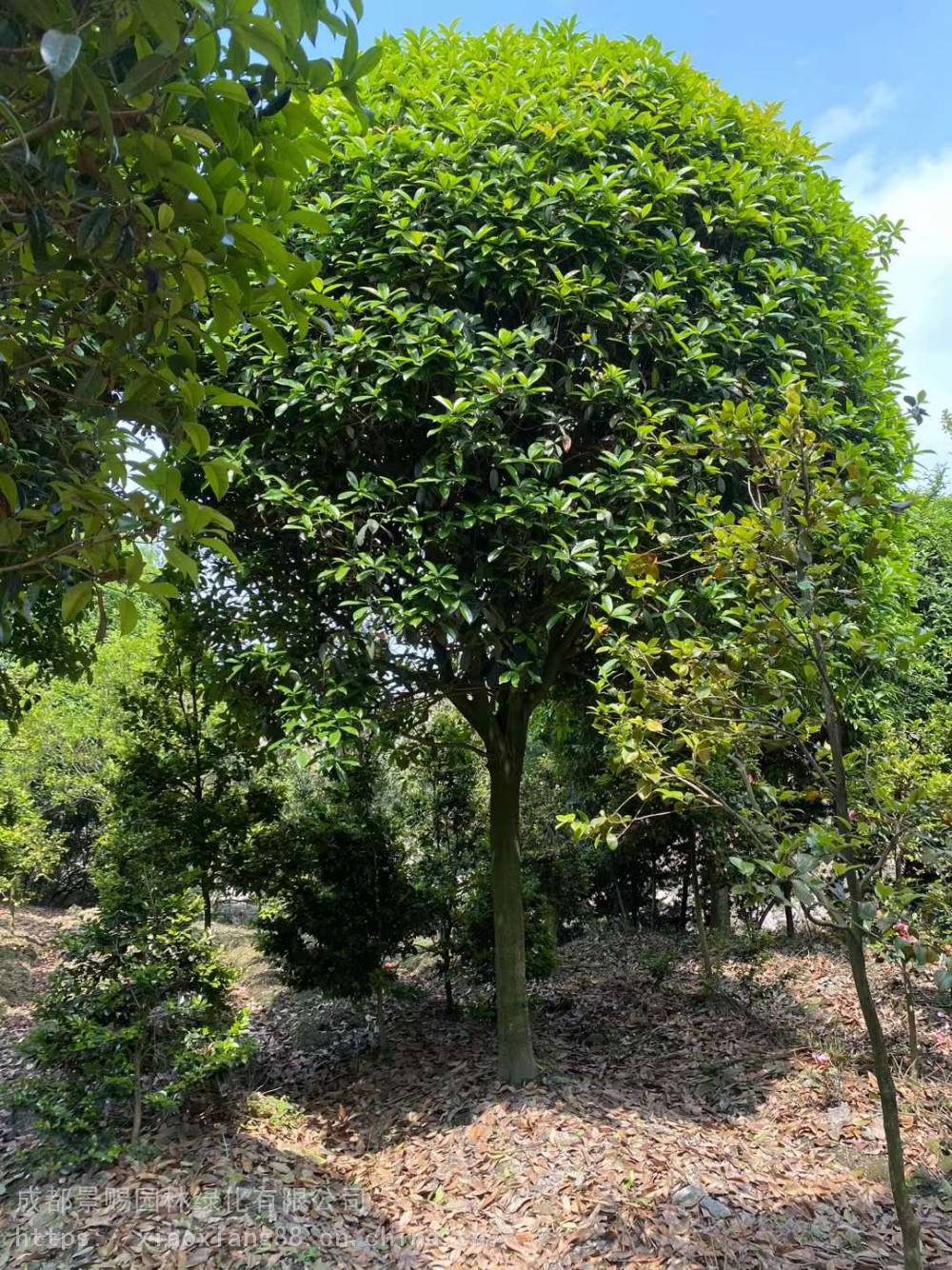 苗圃种植基地各种规格的高分支八月桂产地直销基地现货供应