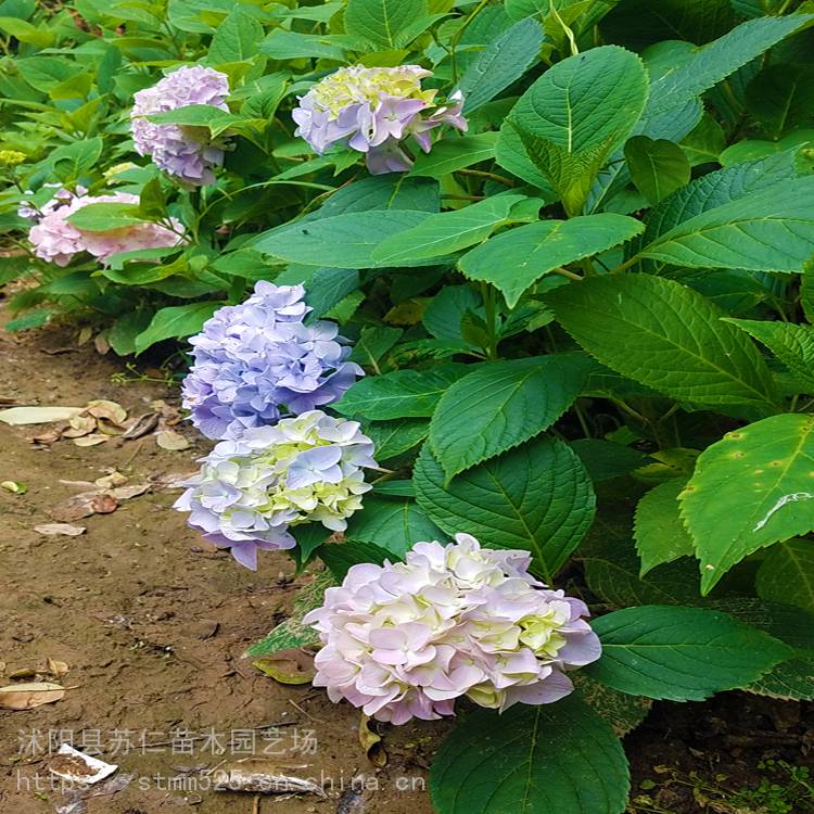 苏仁园艺场八仙花产地 八仙花绣球 花卉盆栽 地栽 园林花海绿化