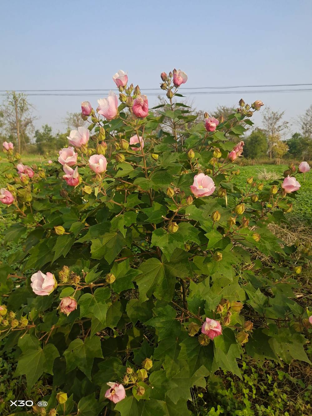 我场供应木芙蓉花多分枝