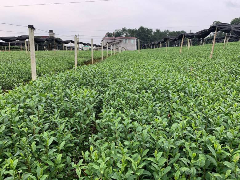 宿迁市茶苗价格市场报价-安吉白茶苗、茶苗价格
