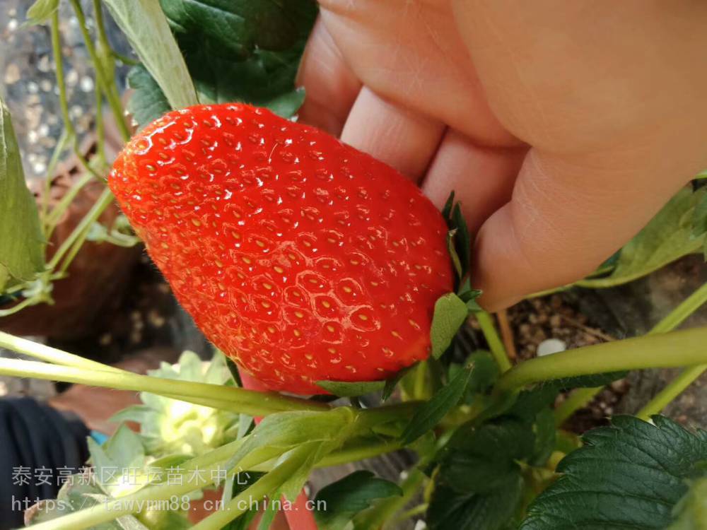 甜查理草莓苗种植优良妙香7号草莓苗树苗