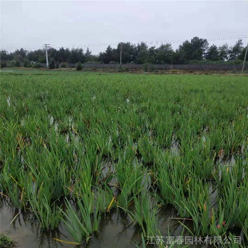 花园庭院水池绿化水生鸢尾苗水生植物假山池塘绿化水生植物