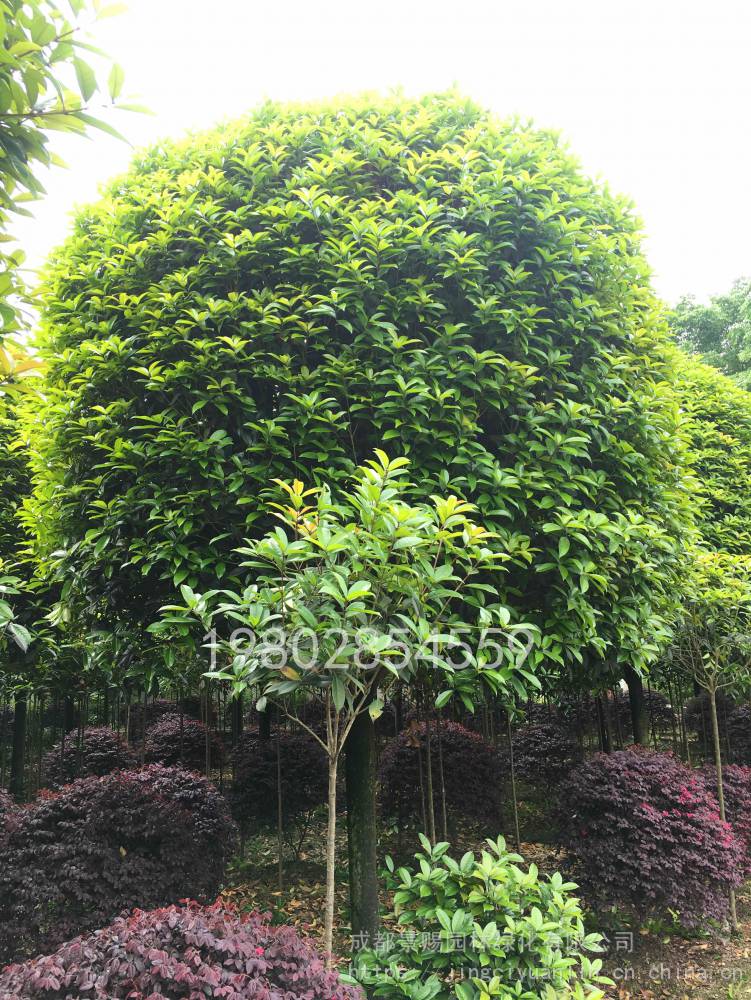 精品桂花樹種植基地 風景樹行道樹各種規格的桂花樹基地直銷