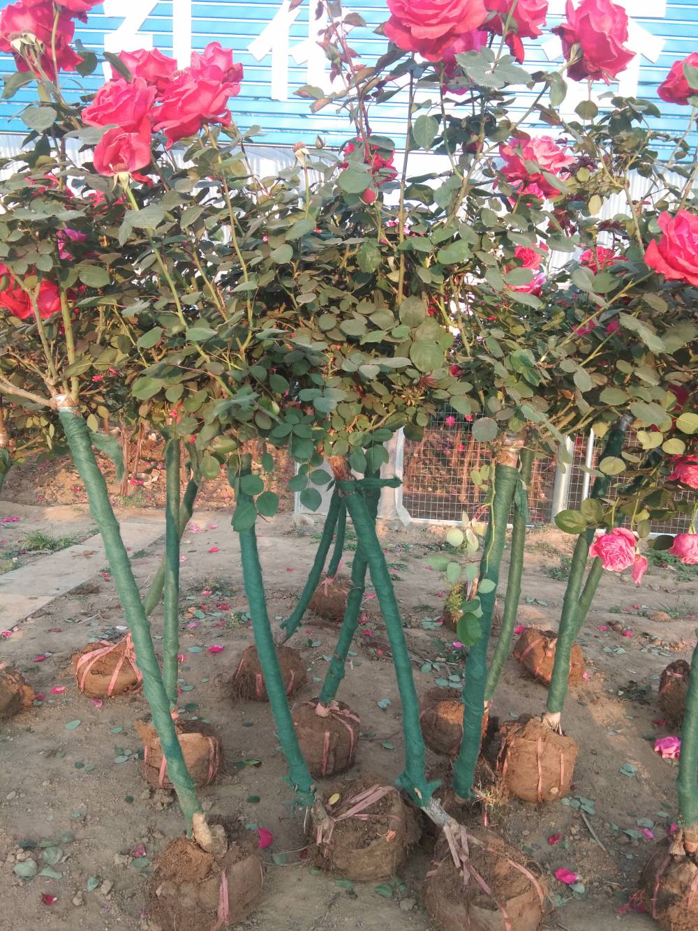 供应规格1-5公分独杆月季树品种月季苏北苗木基地