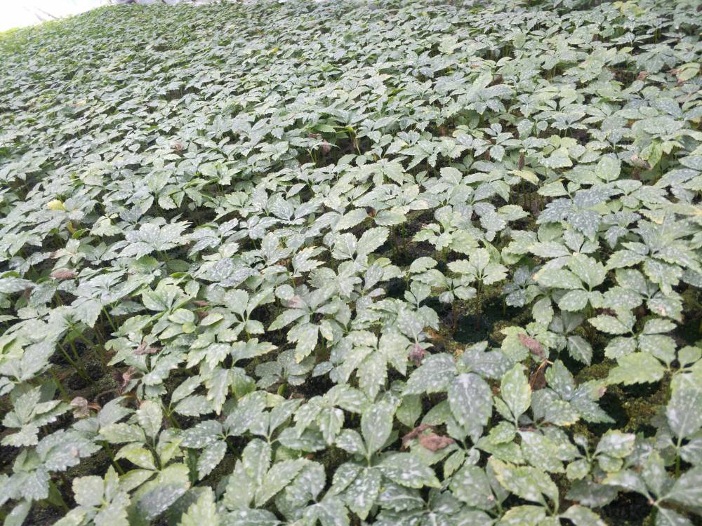 安徽阜阳太和竹节参价格市场天麻密环菌中药材基地