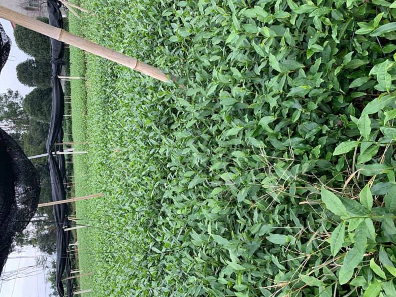 黔东南州茶苗种植技巧种植技巧-一年生茶苗、茶苗种植技巧