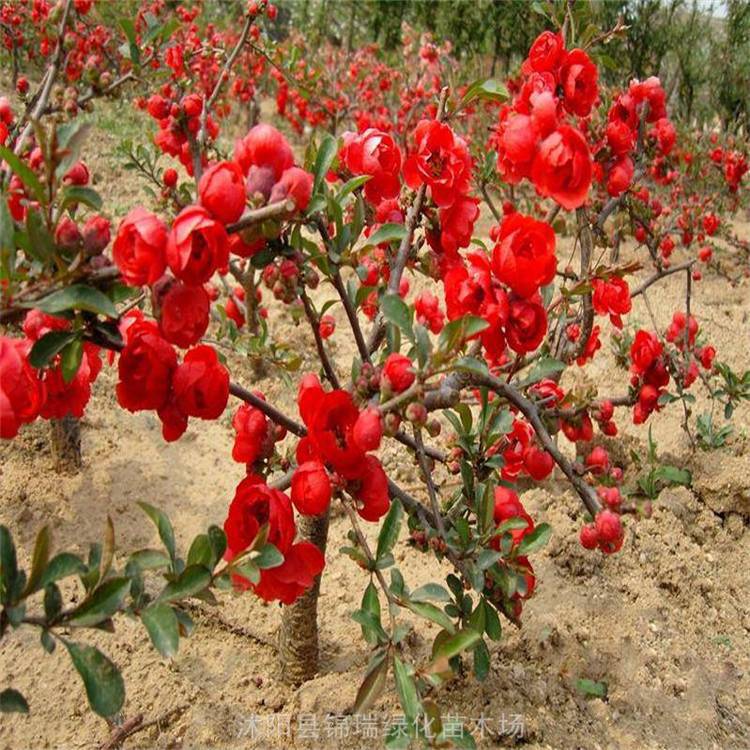 贴梗海棠 皱皮木瓜 春季观花夏秋赏果 公园庭院广场观赏花灌木