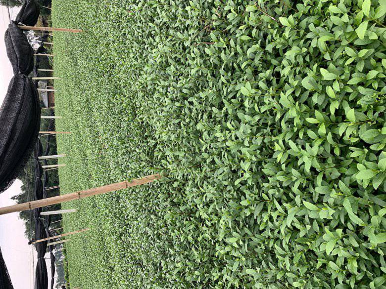 黔东南州茶苗种植技巧种植技巧-一年生茶苗、茶苗种植技巧