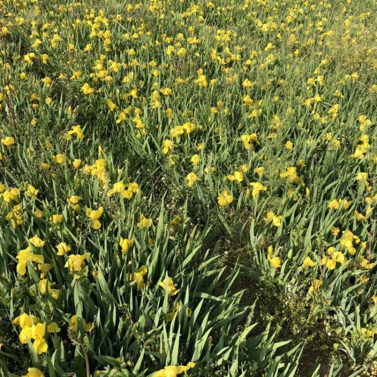 水生鸢尾购买价格，黄花鸢尾哪里买，水生鸢尾花种植