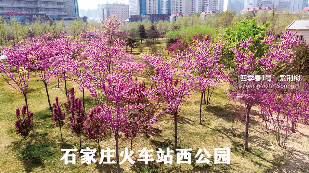 红花大乔木 ‘四季春1号’紫荆树图片
