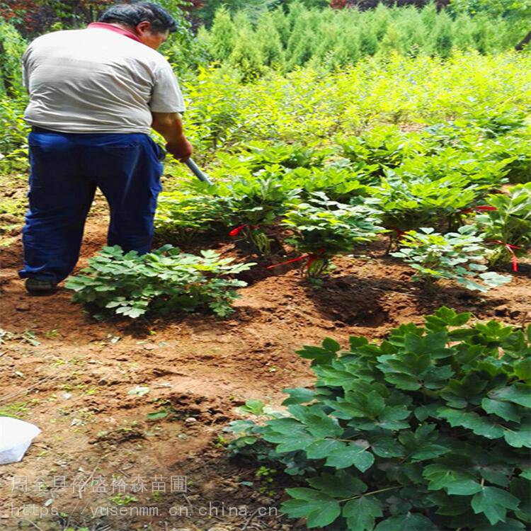 北方苗木基地金边黄杨苗圃春秋栽植高杆黄杨