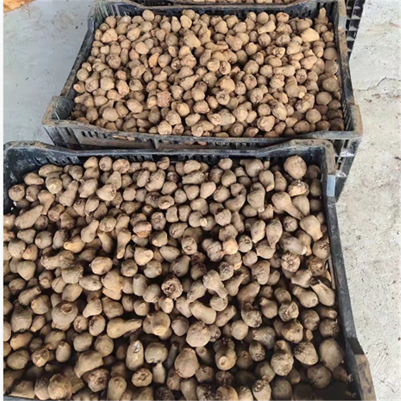 高产50-100魔芋种子技术指导长期稳定供应包回收