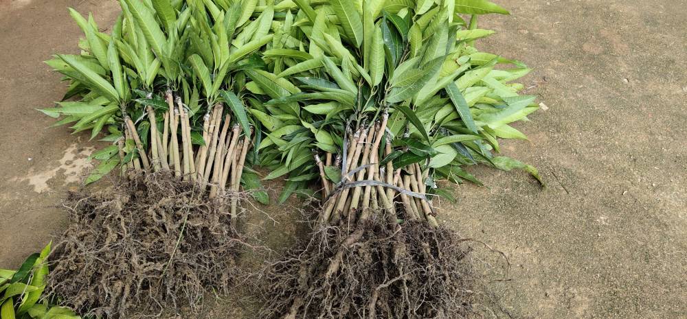 德宏芒果苗批发红贵妃芒果贵妃芒嫁接芒果树产地货源