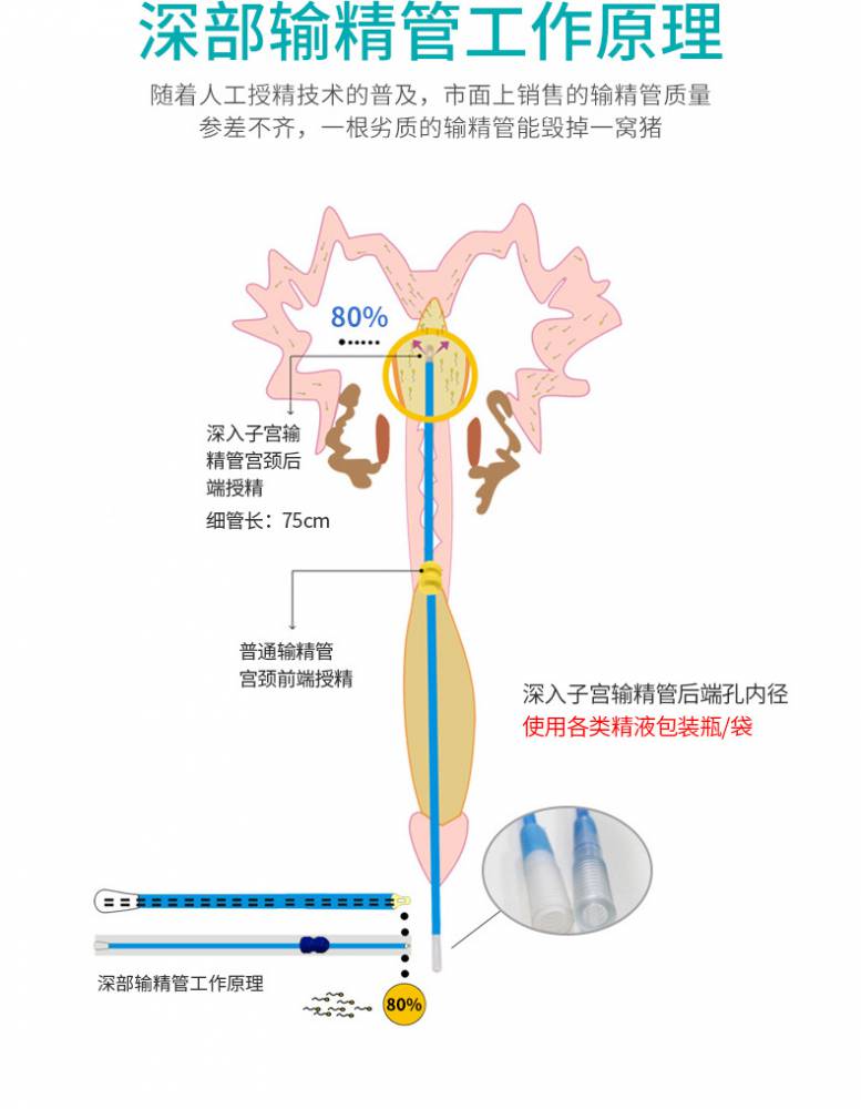 深部输精图片