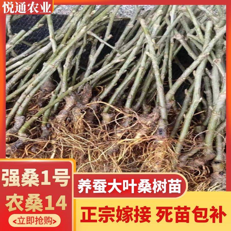 嫁接桑树苗养蚕专用强桑一号农桑14多年生现挖现发新鲜养蚕宝宝