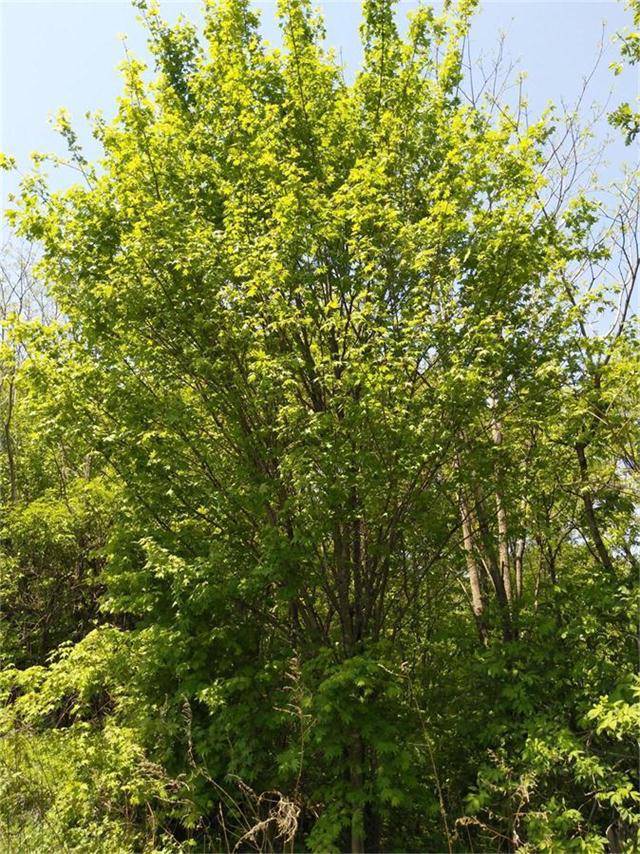 色木槭树图片图片