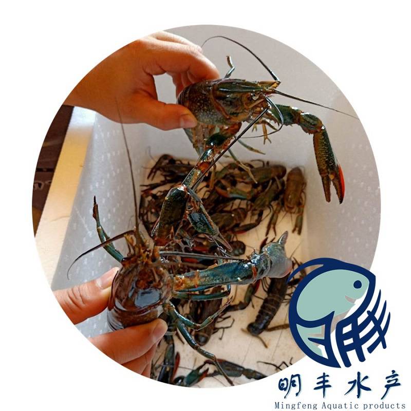 廣州明豐魚塘養(yǎng)澳龍蝦苗10cm淡水澳龍蝦苗生長快澳龍蝦苗現(xiàn)貨