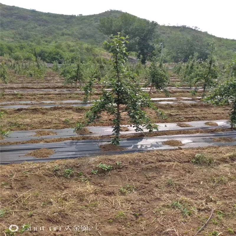 150cm防草布可使用5年 润业土工