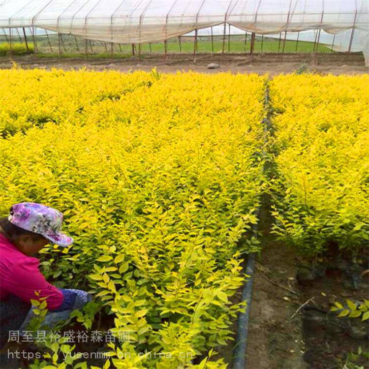 北海道黄杨杨凌苗圃买树苗桂花风景树西安绿植树苗基地