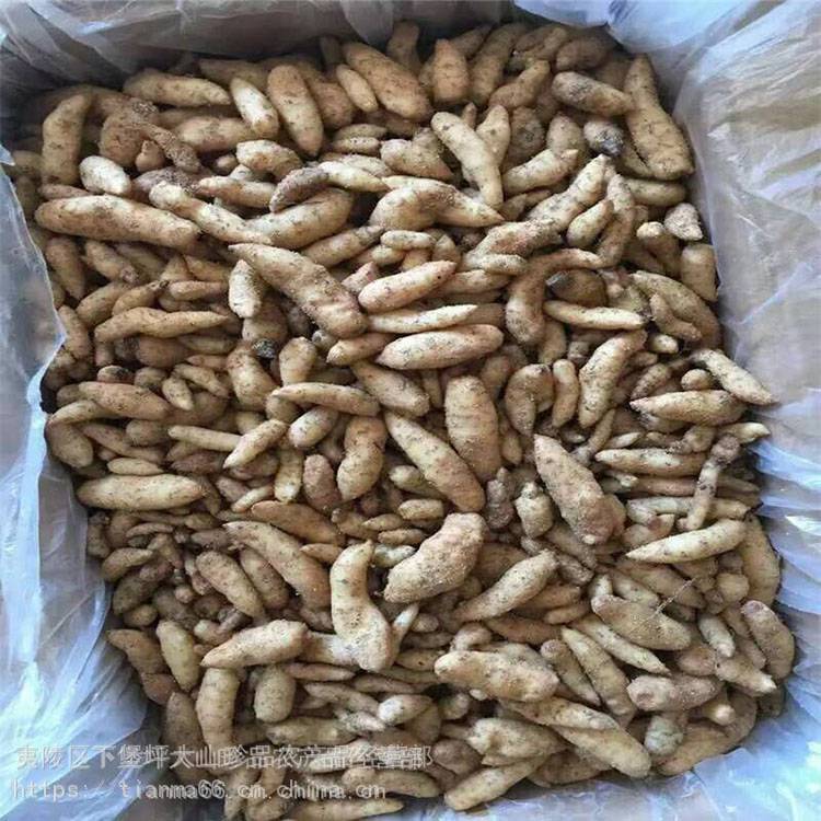 提供种植技术 乌红天麻种子 宜昌天麻种子一斤 大山珍品