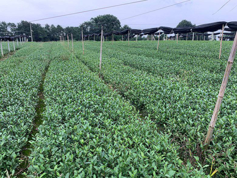 咸宁市龙井43茶苗厂家直销-茶苗价格、龙井43茶苗