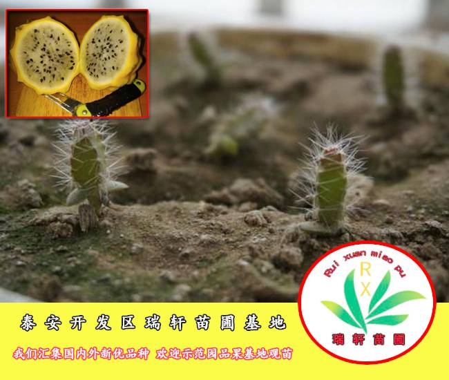 正宗厄瓜多尔燕窝果苗 2年/3年扦插苗出售