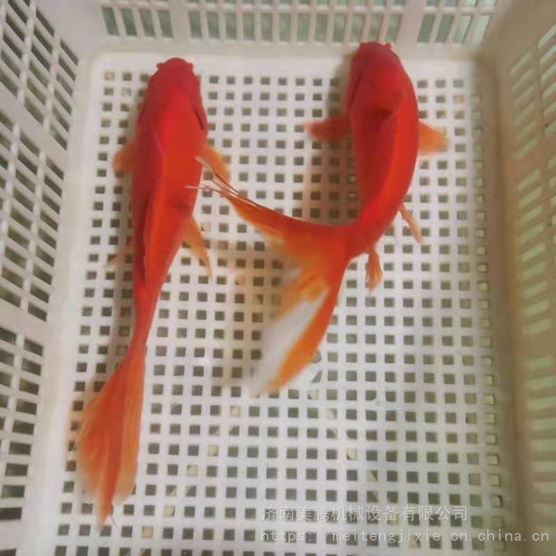 锦鲤漂浮性鱼饲料生产线金鱼鱼粮颗粒膨化机湿法工艺