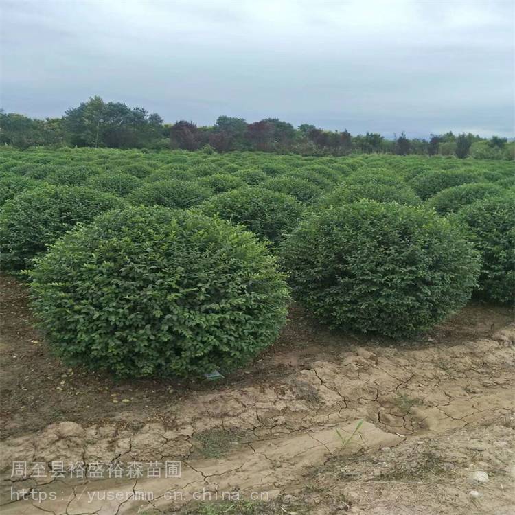 小叶女贞球基地耐寒不落叶绿化红叶石楠球常用绿化苗木