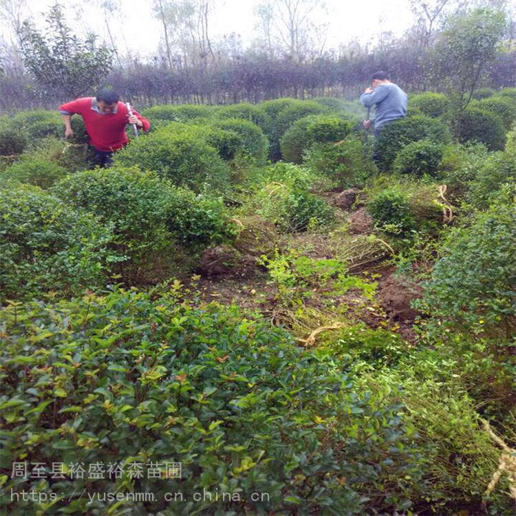 渭南苗木基地丁香围墙绿化苗木北海道小叶女贞球