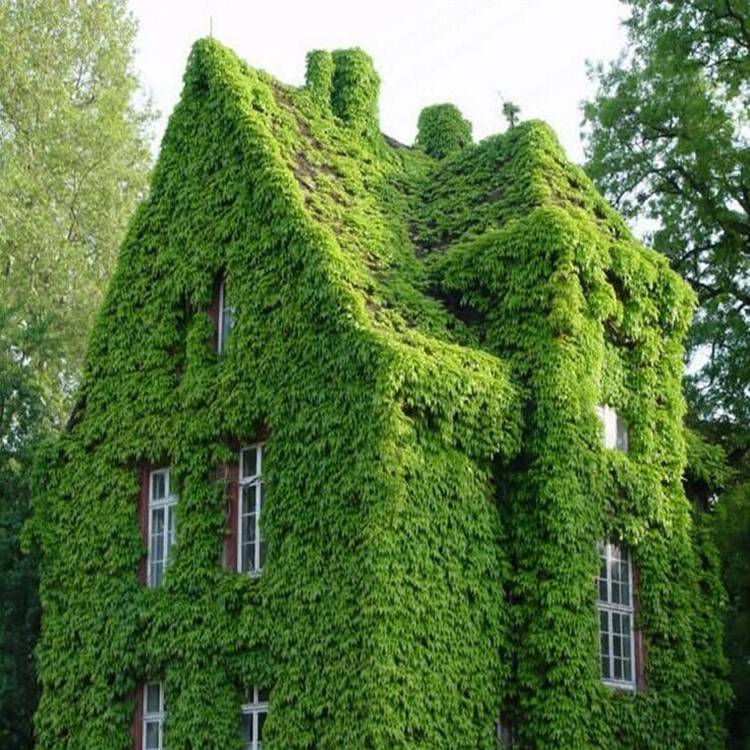 批发爬山虎小苗 爬墙高手 攀援植物墙体绿化观叶 藤本植物