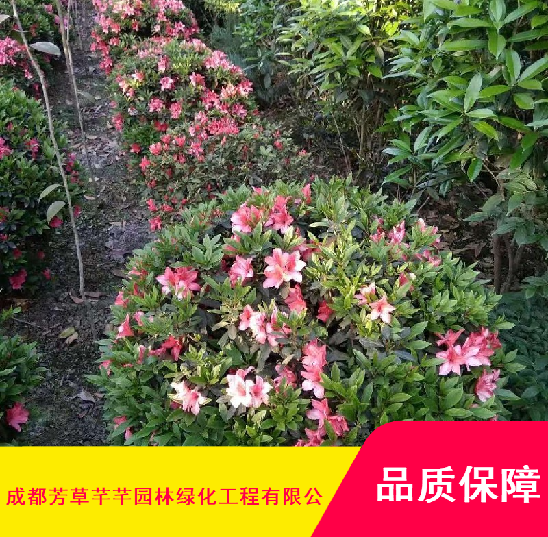 芳草芊芊粉色毛杜鵑球_園林綠化優質毛杜鵑球_成活率高毛杜鵑球供應