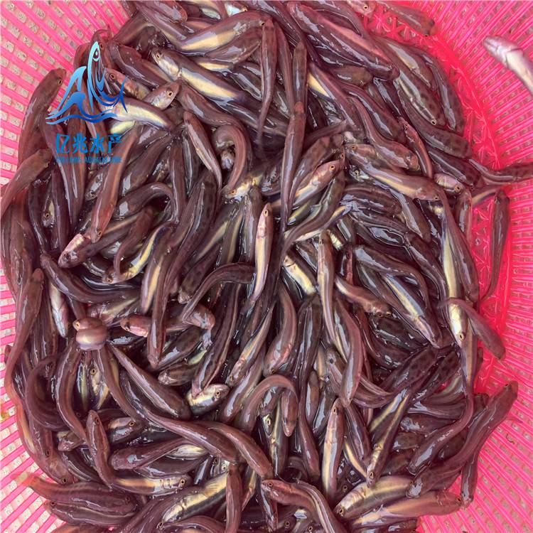 農業(yè)養(yǎng)殖淡水生魚苗億兆體型靚烏鱧生長快生魚苗大量出售