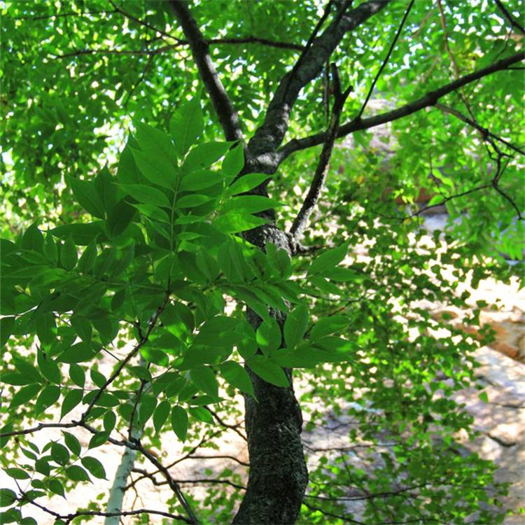 基地供应黄菠萝树苗园林绿化观果植物庭院防护树