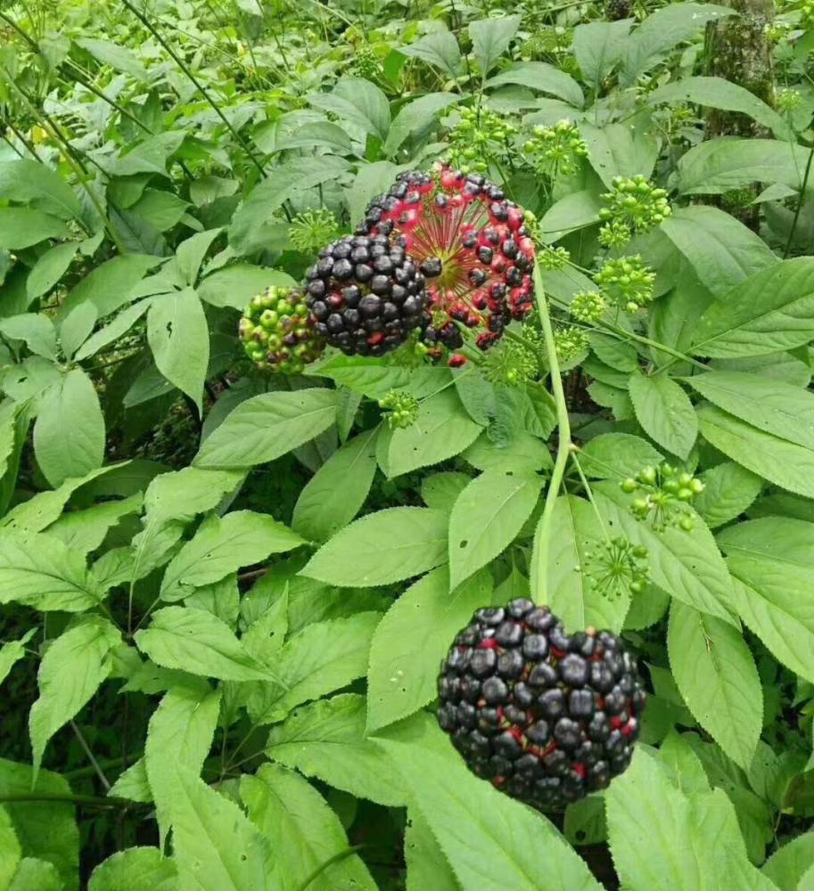 竹節參苗子塊莖地苦膽種苗種子農村種植什麼藥材好