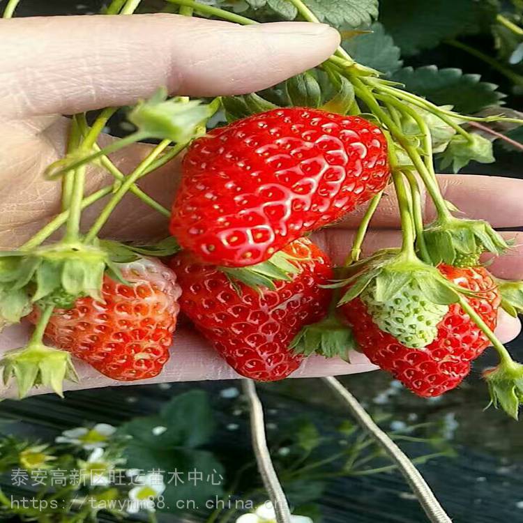漳州市生产草莓苗美香砂草莓苗草产量高