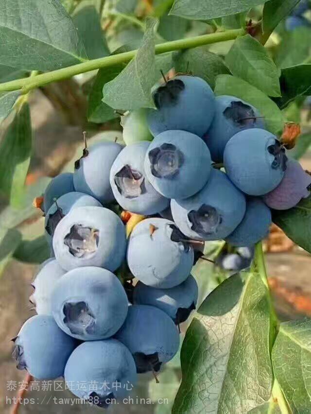 蓝金蓝莓苗树苗价格蓝莓苗木价格优质