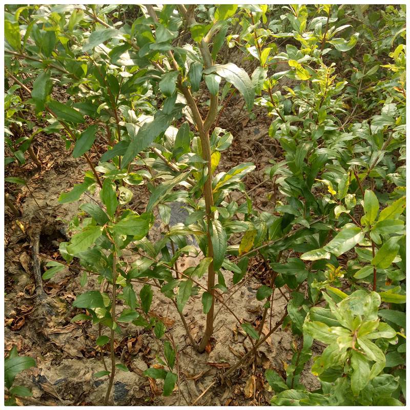 润景直销大青皮石榴树苗 花石榴树苗 优质 大青皮石榴苗