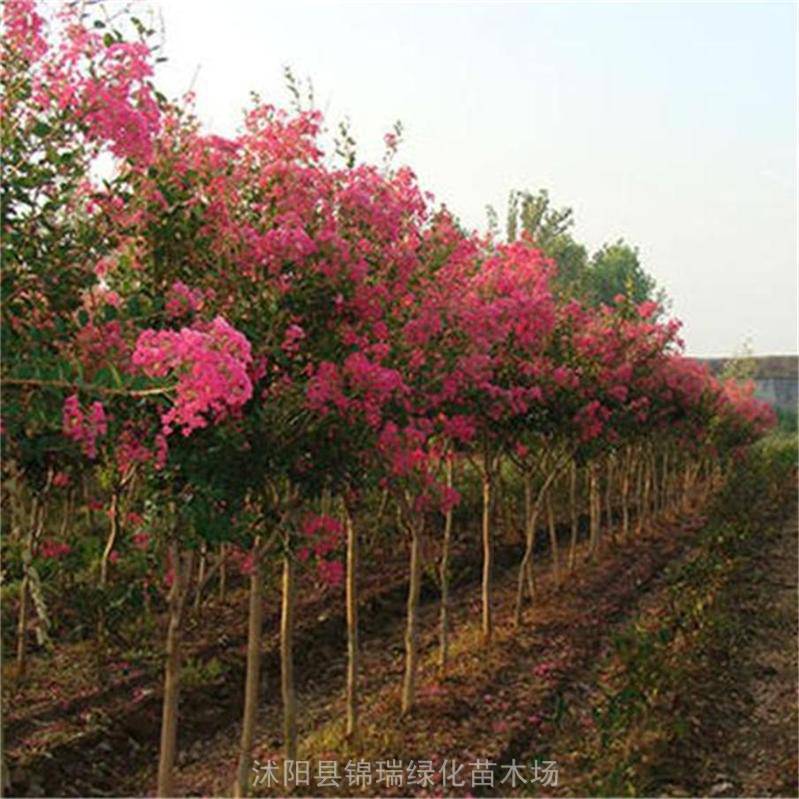 湖北紫薇树、2023年京山3公分4公分5公分紫薇树报价