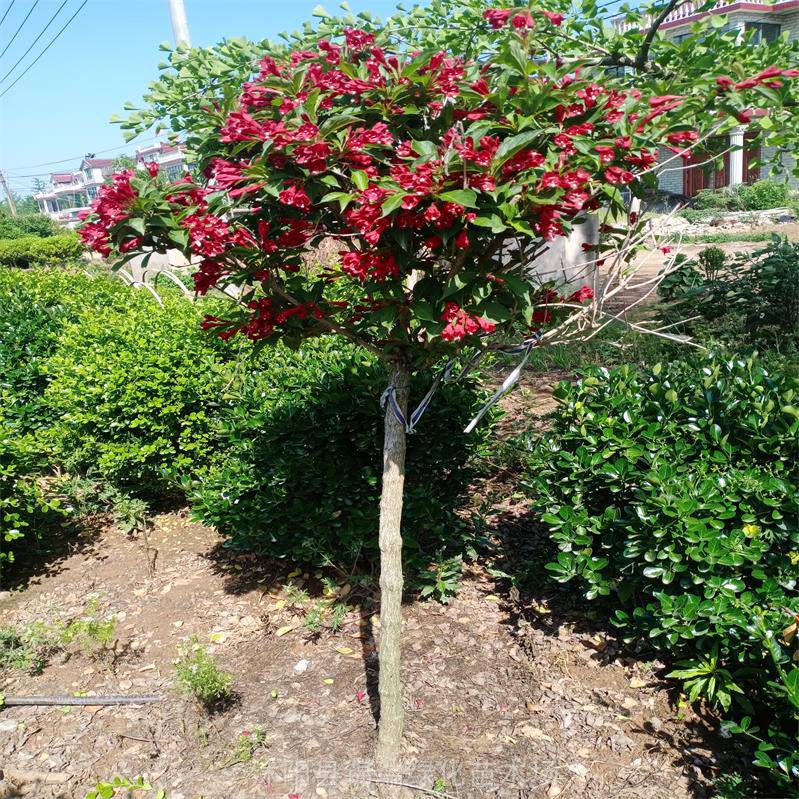 花期热销3公分单杆红王子锦带小树苗红花绿叶观赏性强